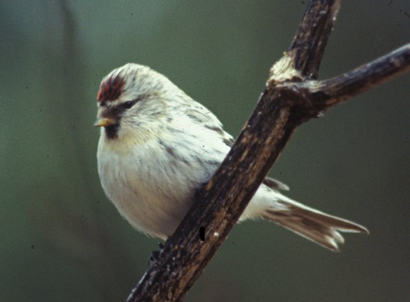 hoary-redpoll