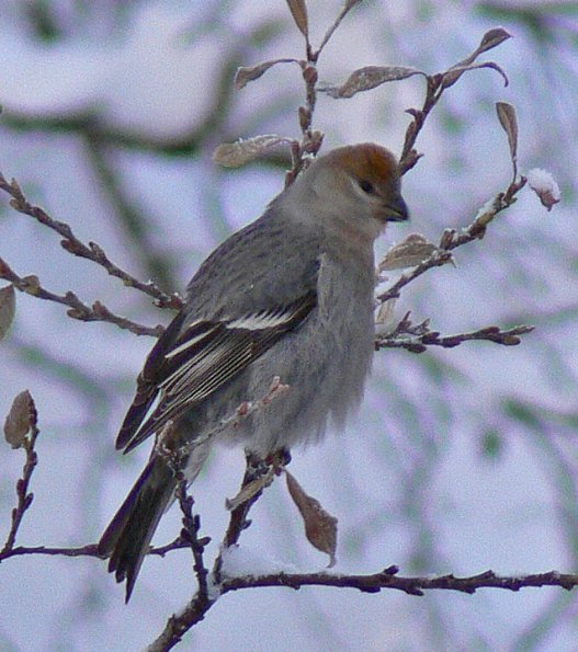 pine-grosbeak-1