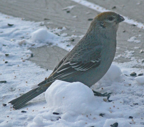 pine-grosbeak-2