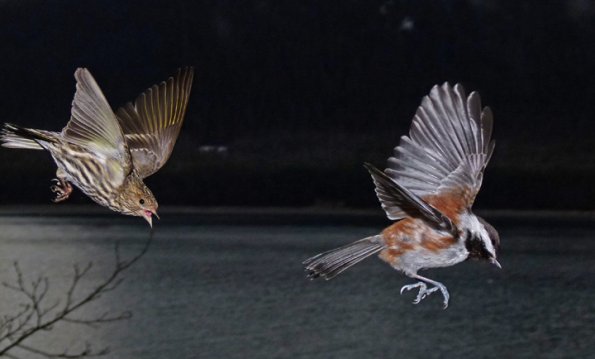 pine-siskin-after-chestnut-backed-chickadee