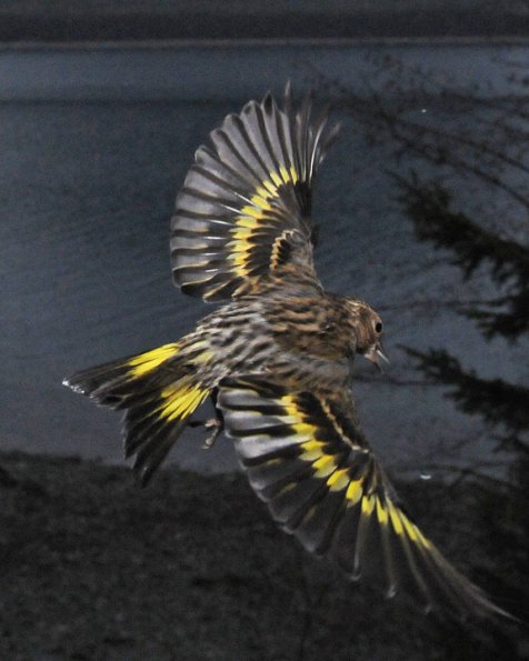 pine-siskin-in-flight-1