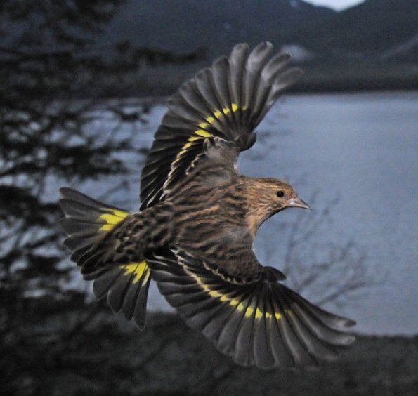 pine-siskin-in-flight-2_1316495150