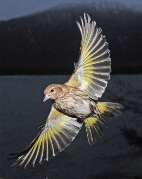 pine-siskin-in-flight-3