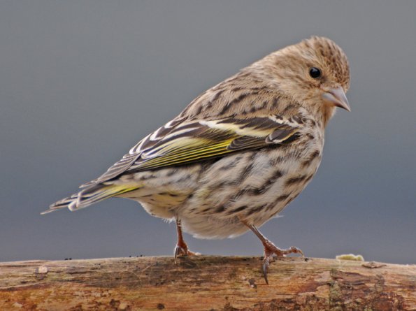 pine-siskin-portrait-1