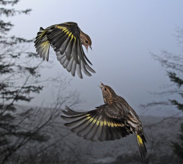 pine-siskins-interacting-1