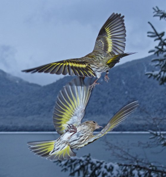 pine-siskins-interacting-2-with-fz200