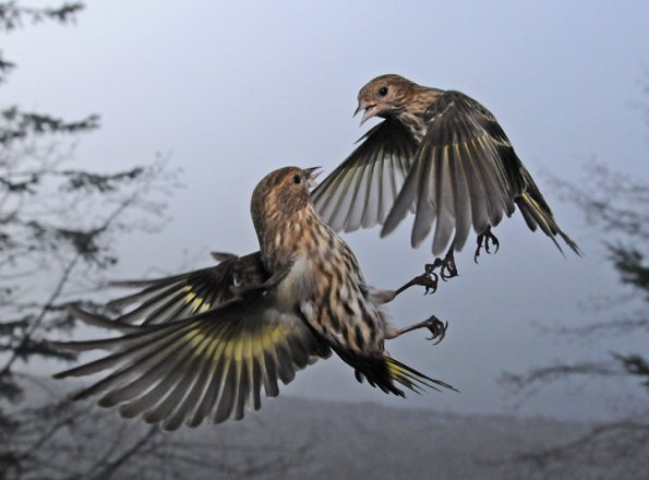 pine-siskins-interacting-2
