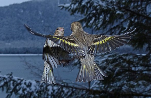 pine-siskins-interacting-with-fz200