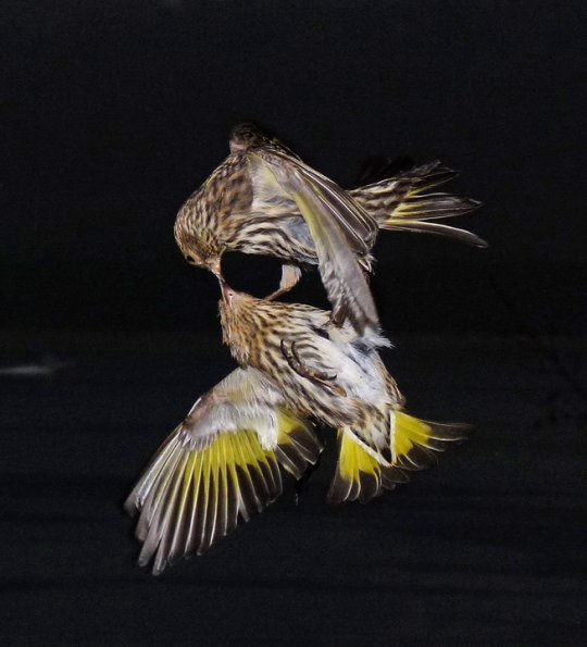 pine-siskins-really-fighting