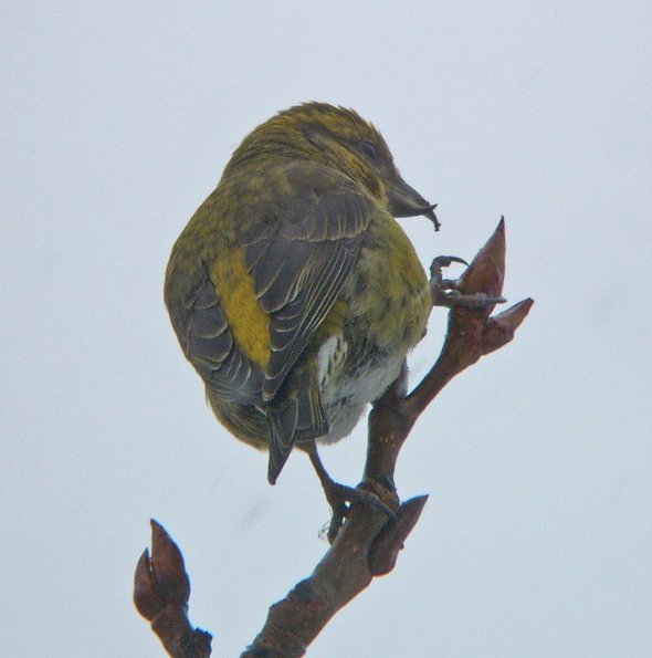 red-crossbill-female