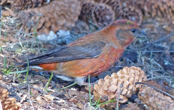 red-crossbill-male-feeding-on-spruce-cones