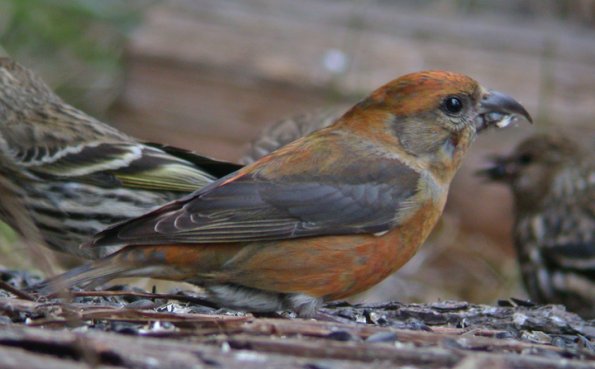 red-crossbill-male