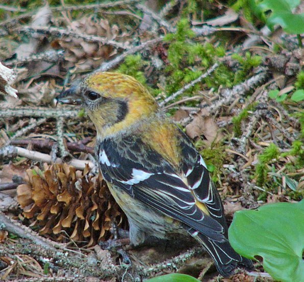 white-winged-crossbill-female