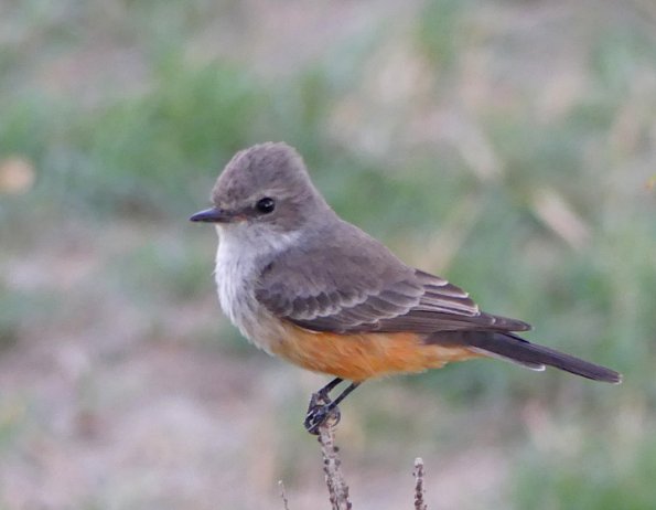 Ash-throated-Flycatcher-2