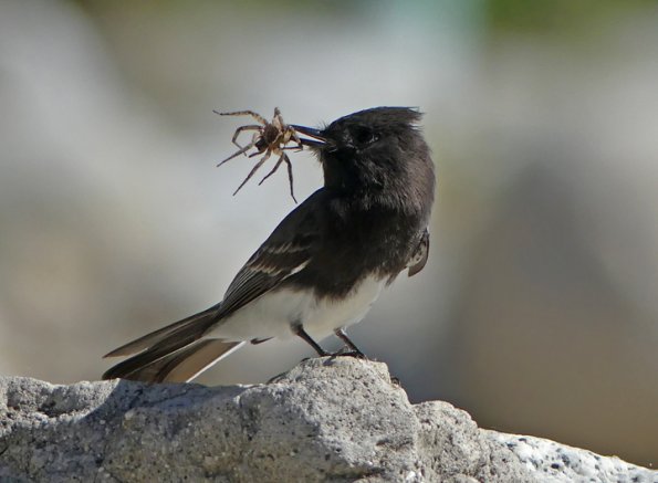 Black-Phoebe-with-spider-2