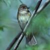 alder-flycatcher-front-view
