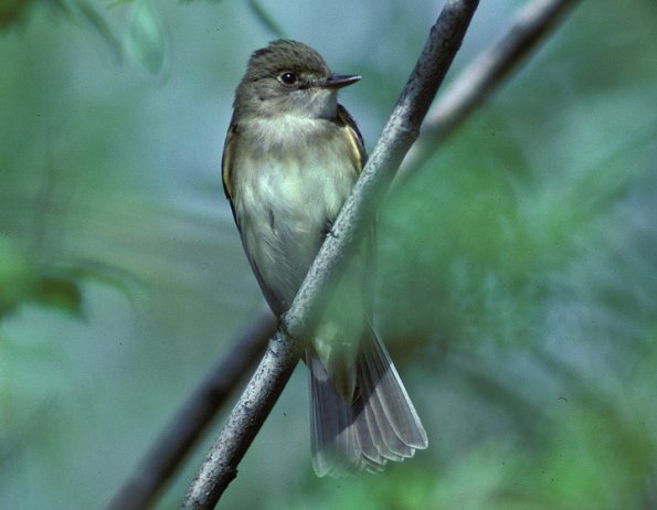 alder-flycatcher-front-view