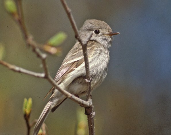 hammond-s-flycatcher-adult-side-view