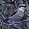 northern-shrike-adult