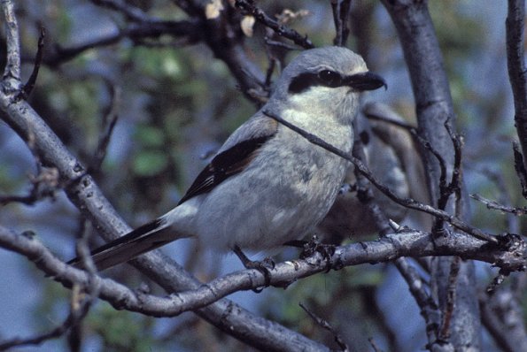 northern-shrike-adult