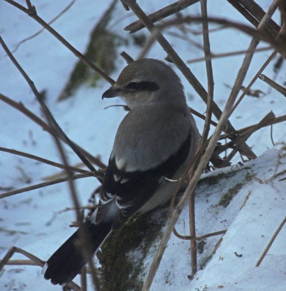 northern-shrike-december-juneau