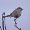 northern-shrike-first-winter