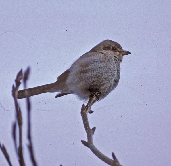 northern-shrike-first-winter