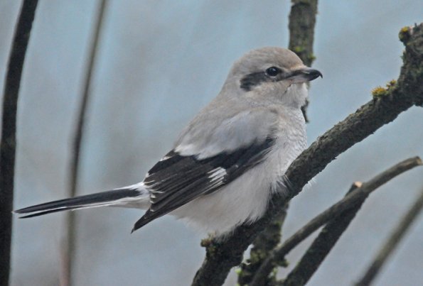 northern-shrike-portrait