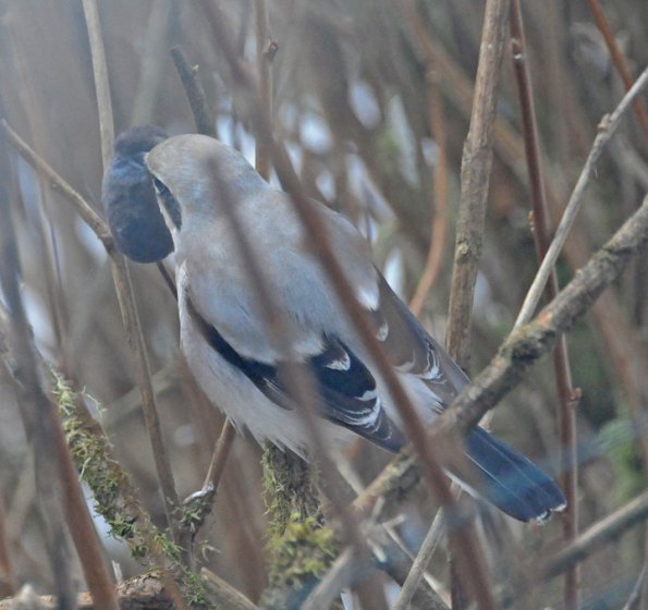 northern-shrike-with-shrew