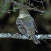 pacific-slope-flycatcher-adult-dorsal-view