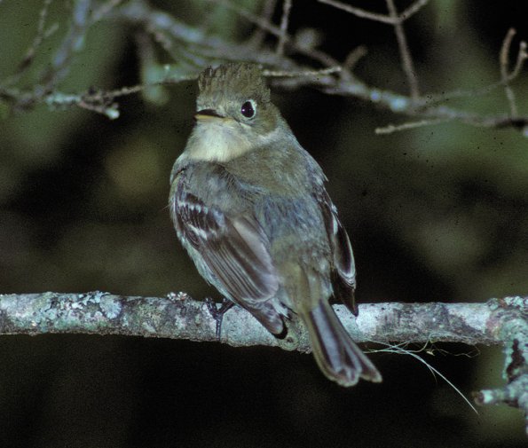 pacific-slope-flycatcher-adult-dorsal-view