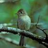 pacific-slope-flycatcher-adult-front-view