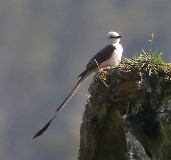 scissor-tailed-flycatcher-in-juneau