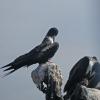 Magnificent-Frigatebird-2