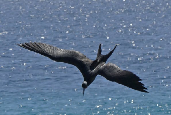 Magnificent-Frigatebird-in-flight-2