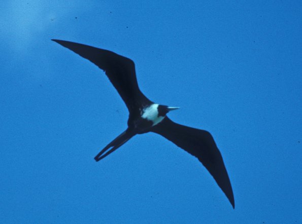 magnificent-frigatebird-female