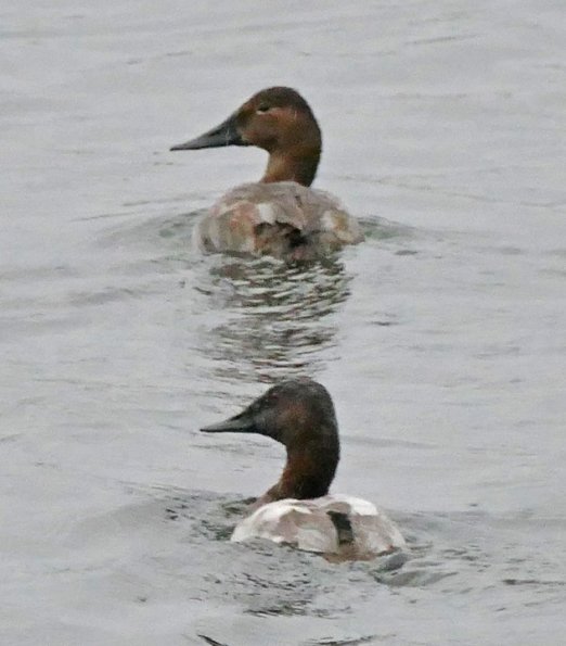 Canvasback-male-female