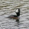 Hooded-Merganser-male-in-partial-display