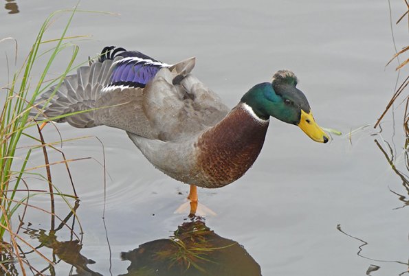 Mallard-domestic-male-2