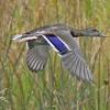 Mallard-possibly-an-adult-male-nonbreeding