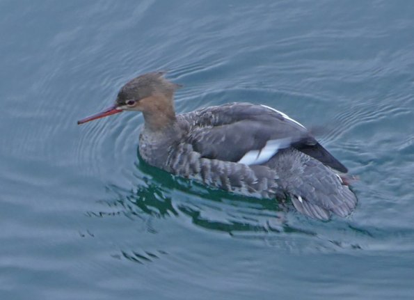Red-breasted-Merganser-female