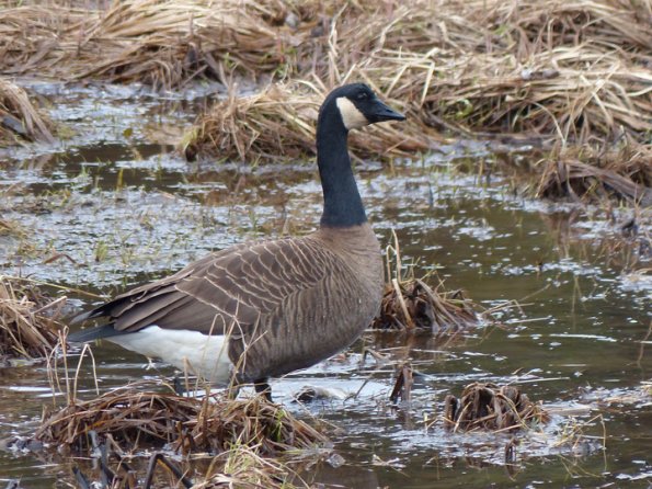 Vancouver-Canada-Goose-portrait