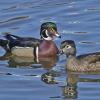 Wood-Ducks-male-and-female