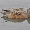 american-wigeon-female-in-anchorage