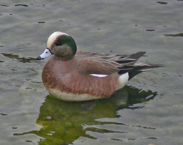 american-wigeon-male