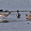 american-wigeon-talking