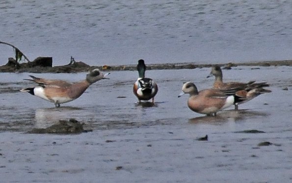 american-wigeon-talking