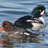 barrow-s-goldeneye-adult-male-and-female