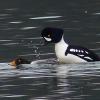 barrow-s-goldeneye-s-mating