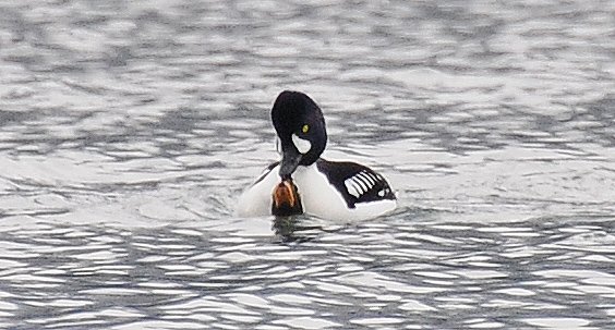 barrow-s-goldeneyes-mating